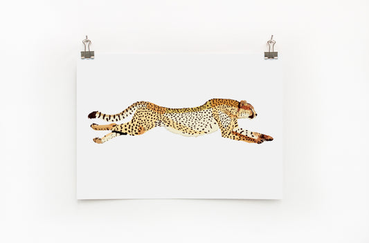 Cheetah  |  Digital Print