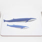 Blue Whales Coaster