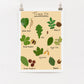Tree identification A4 digital Print