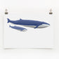 A digital print of two blue whales, one adult and one calf, against a white background, hanging on a wall.