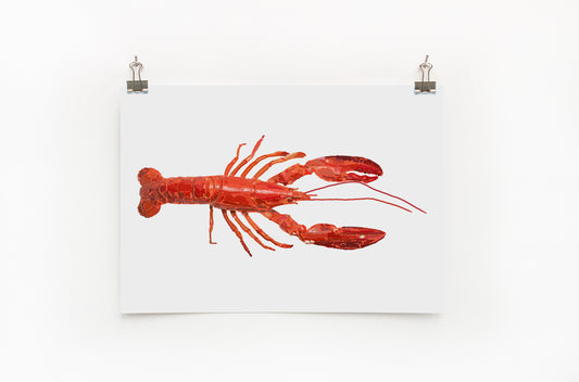 A digital print of a red lobster on a white background, framed and hanging on a wall.