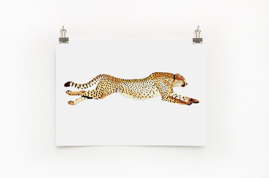 A digital print of a cheetah sprinting across a plain background, signed by the artist.