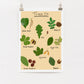 A4 digital print with drawings of common leaves of trees, labeled 'Tree ID'.
