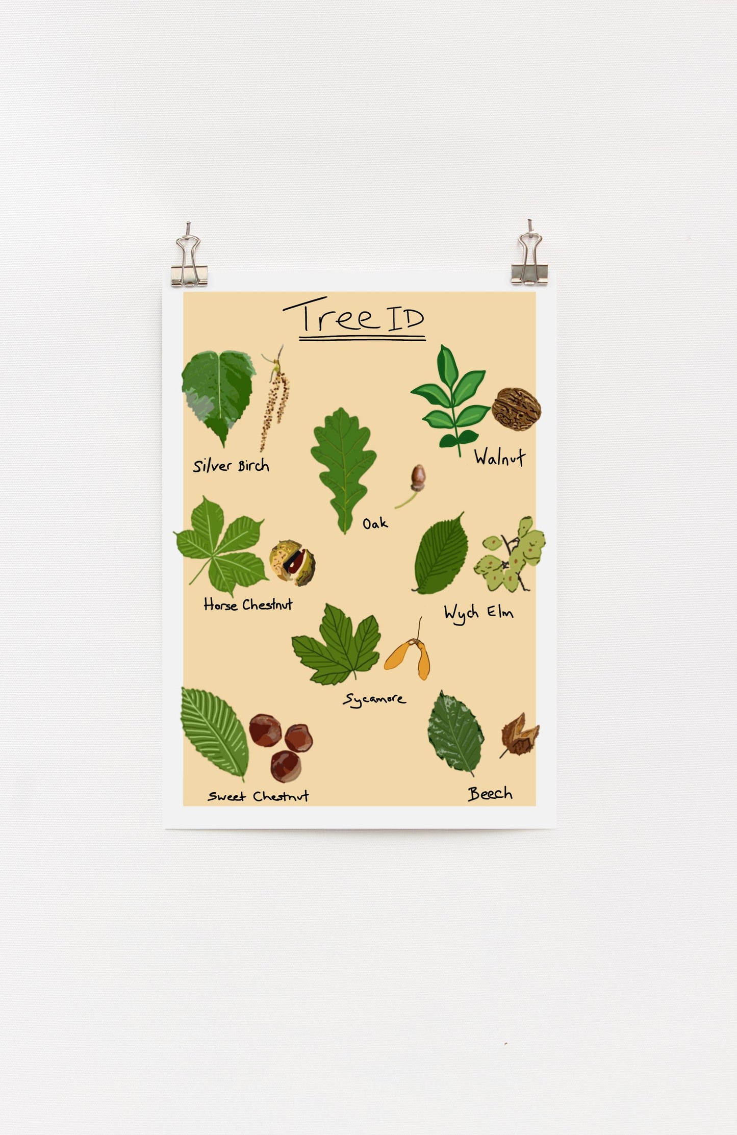A4 digital print with drawings of common leaves of trees, labeled 'Tree ID'.