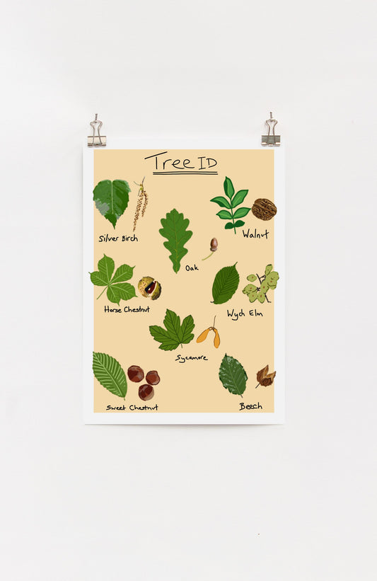 A4 digital print with drawings of common leaves of trees, labeled 'Tree ID'.