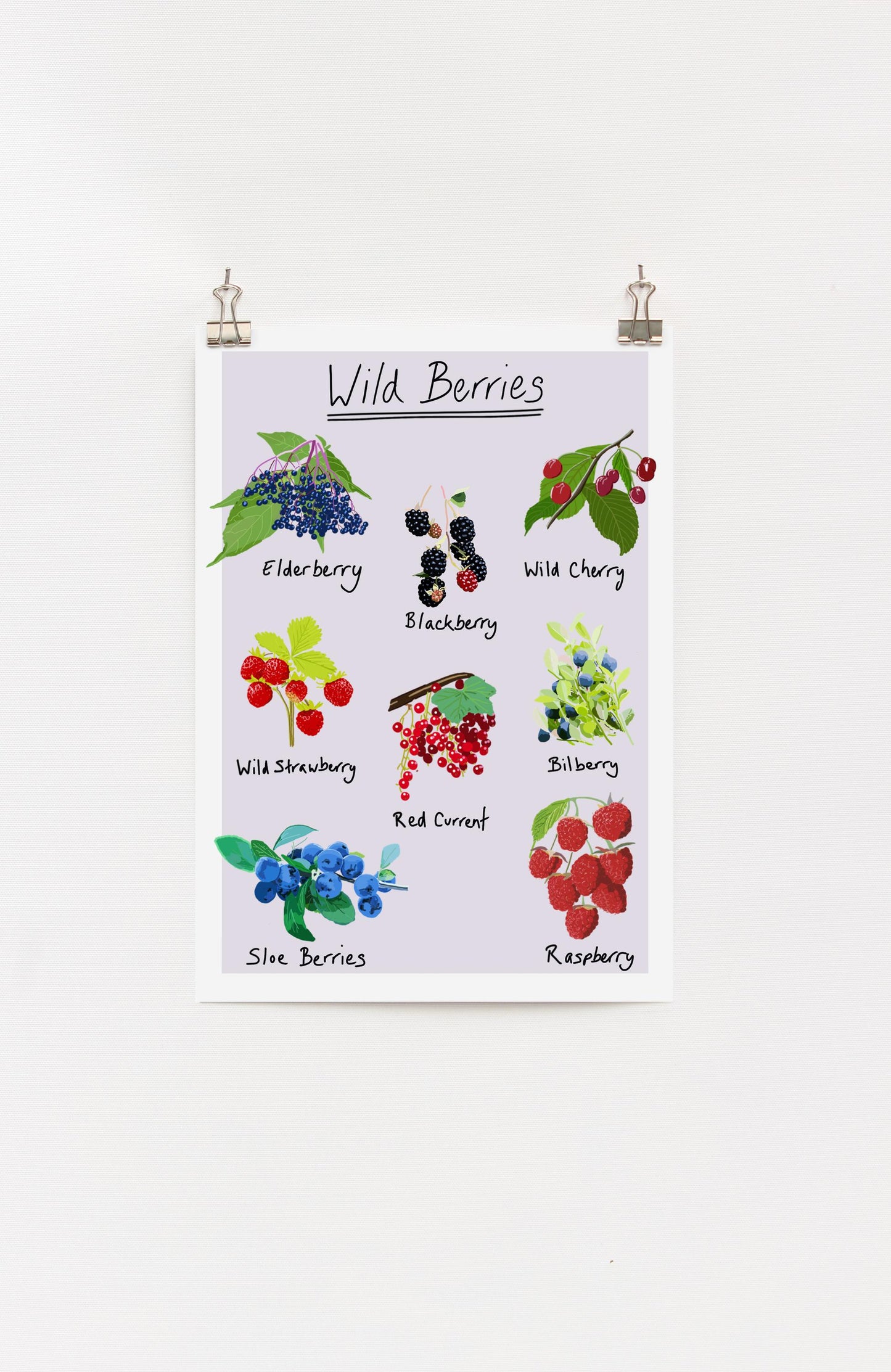 A digital print of various wild berries with labels, displayed on a wall.