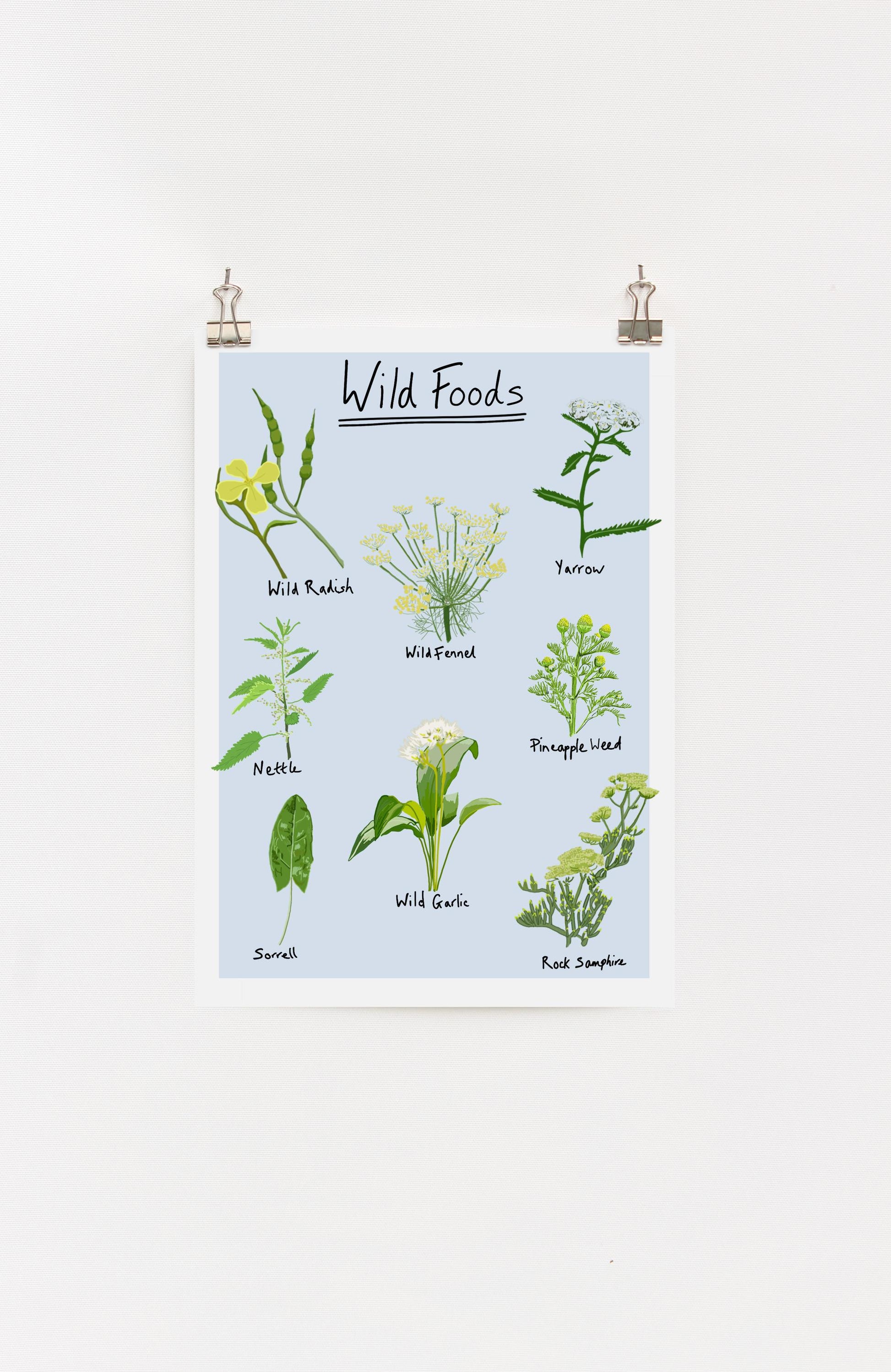 A digital print of various wild foods and with written labels, displayed on a light background, hung on a wall with clips.